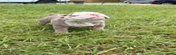 English Bulldog dogs for sale: Ghost ( Blue Eyes) - Ad 8