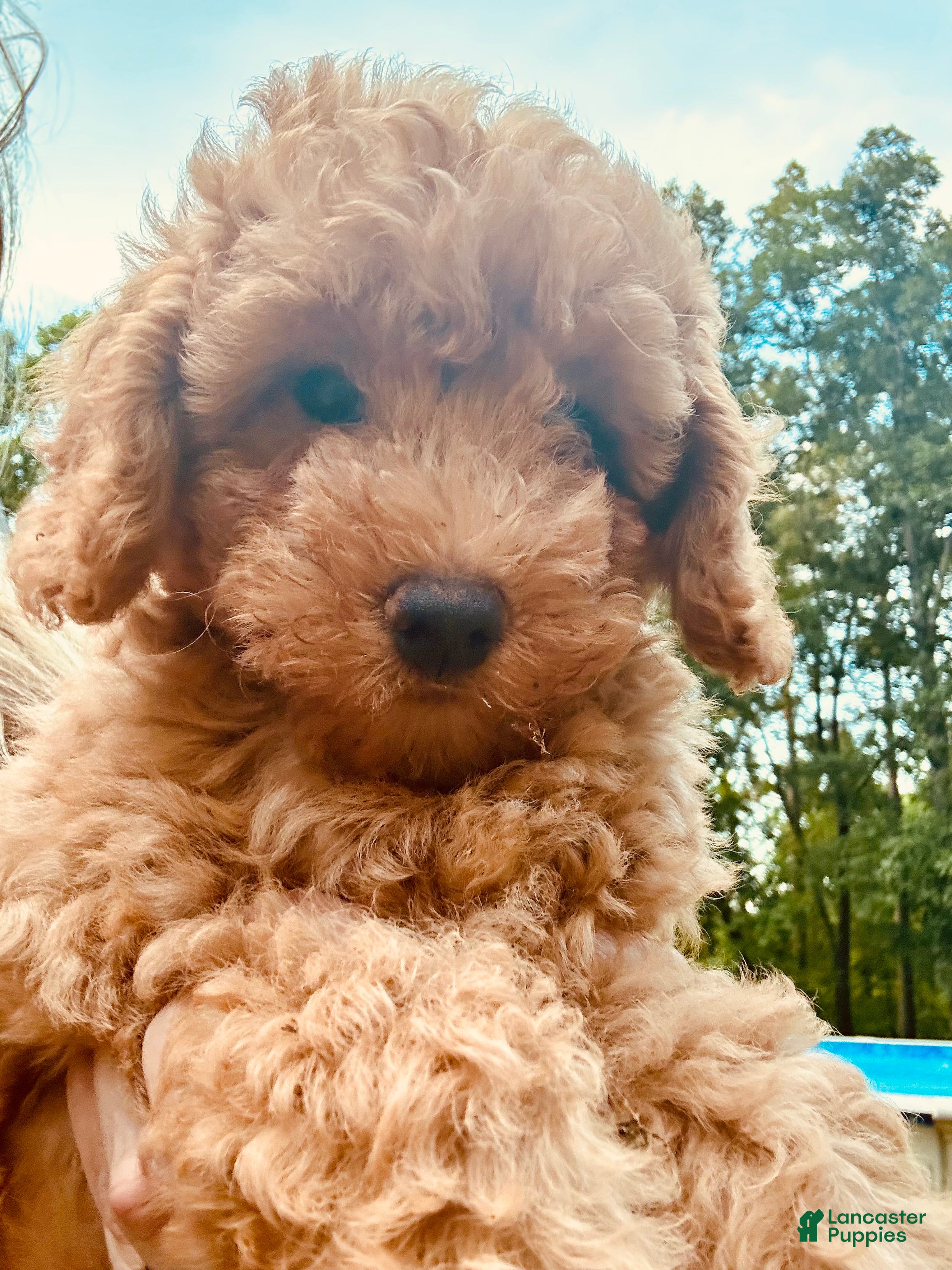 Toy Poodle dogs Toy Poodle 3 - Ad 1