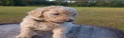 Goldendoodle dogs for sale: Nilla  - Ad 5