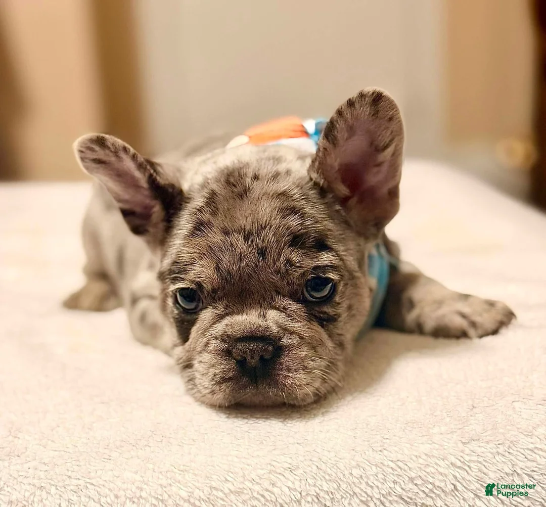 French Bulldog dogs for sale: 2 - Blue Merle Male - Ad 3