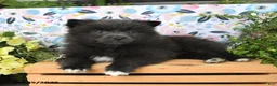 Pomeranian dogs for sale: Cheeky - Ad 3