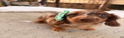 Miniature Dachshund dogs for sale: Molly - Ad 4