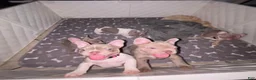 French Bulldog dogs for sale: Aubrey-Micheal  - Ad 8