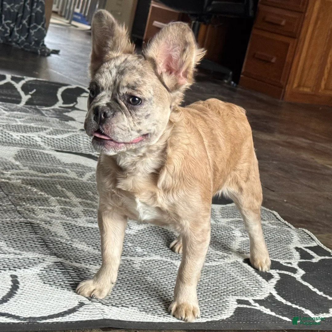 French Bulldog dogs for sale: Caitlyn - Ad 1