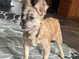 French Bulldog dogs Caitlyn - Ad 40