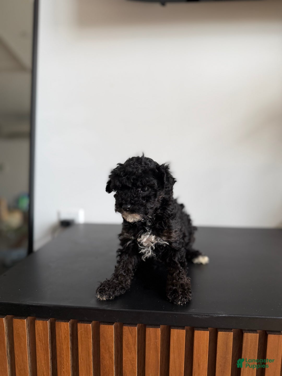 Toy Poodle dogs for sale: Sally teacup - Ad 6