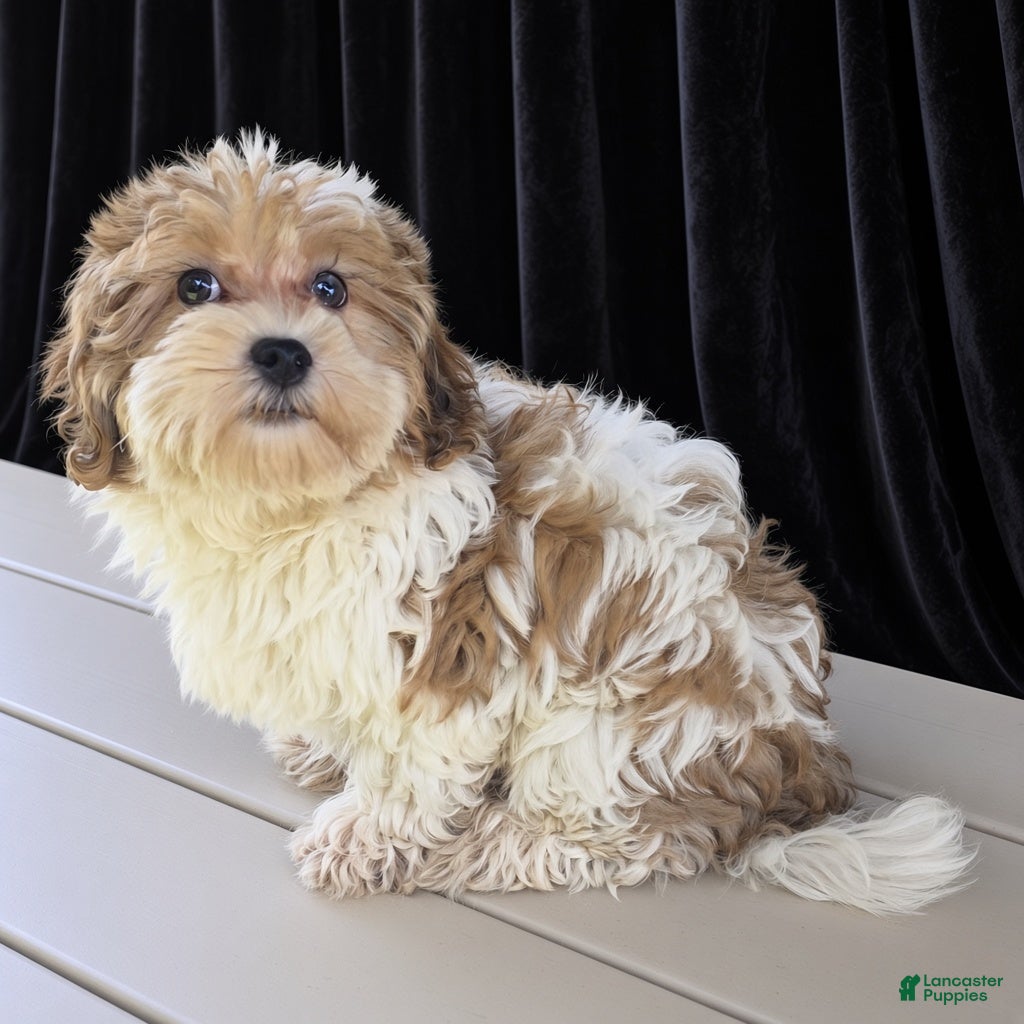 Havanese dogs Asher - Ad 2
