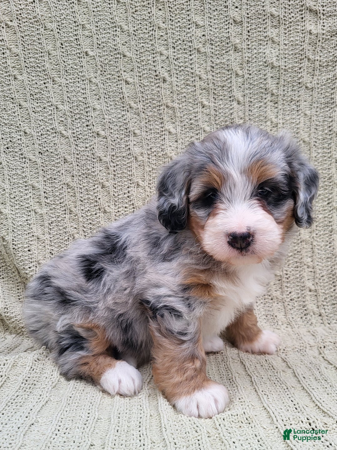 Mini Bernedoodle dogs for sale: Sage  - Ad 3