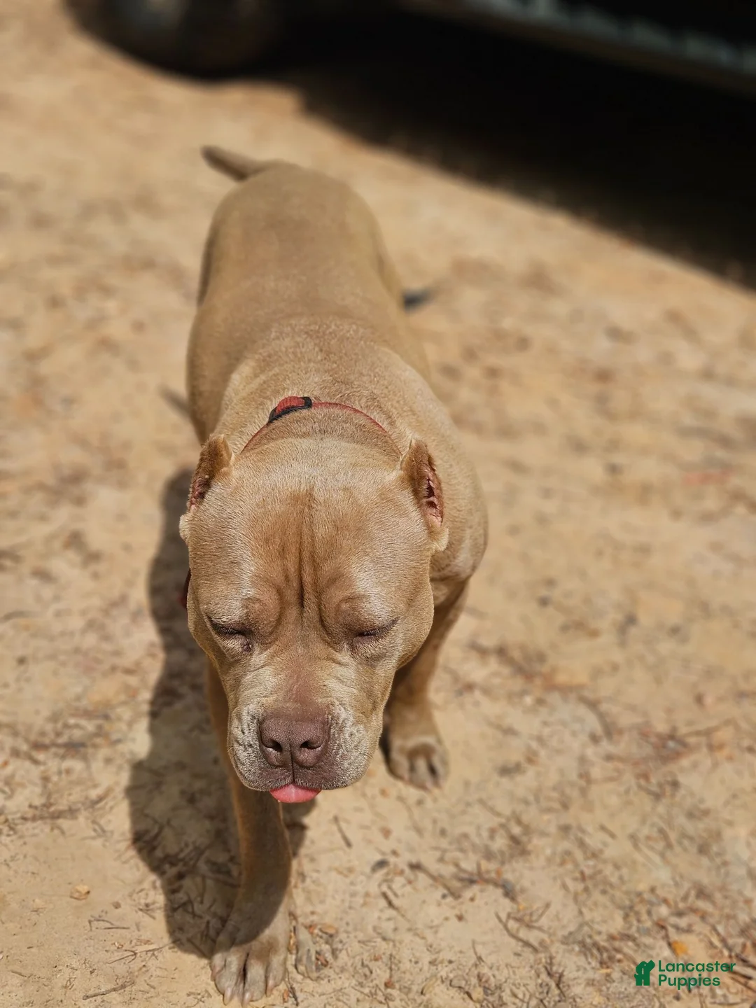 American Pit Bull Terrier dogs for sale: American Pit Bull Terrier Bean - Ad 2