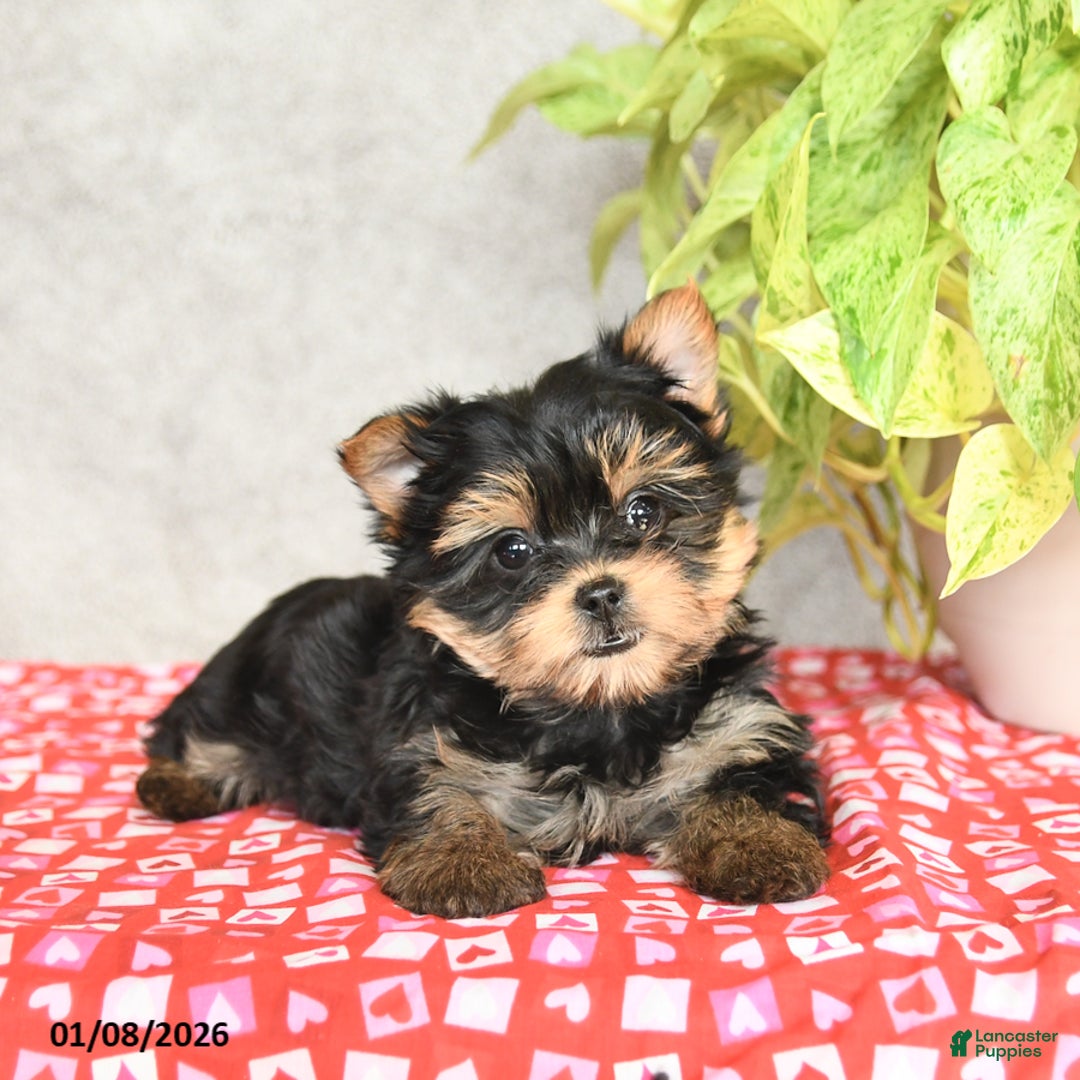 Yorkshire Terrier dogs for sale: Chase - Ad 3