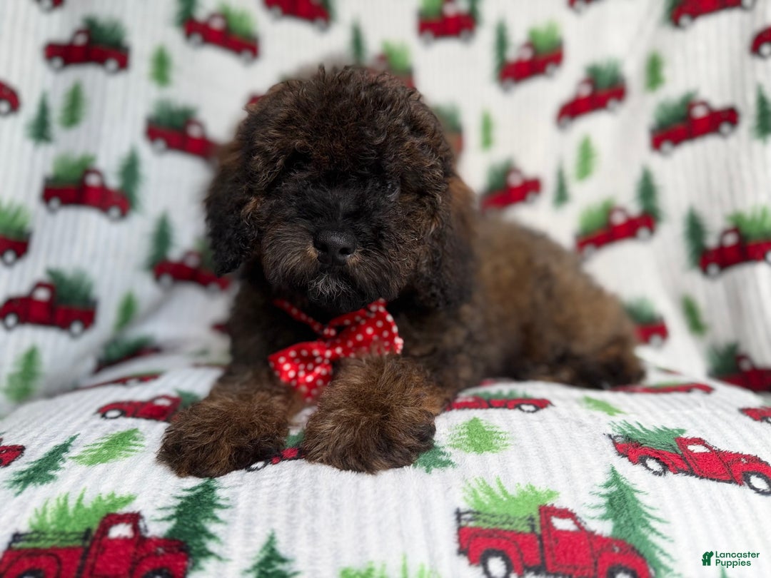 Cockapoo dogs for sale: Gunner - Ad 6