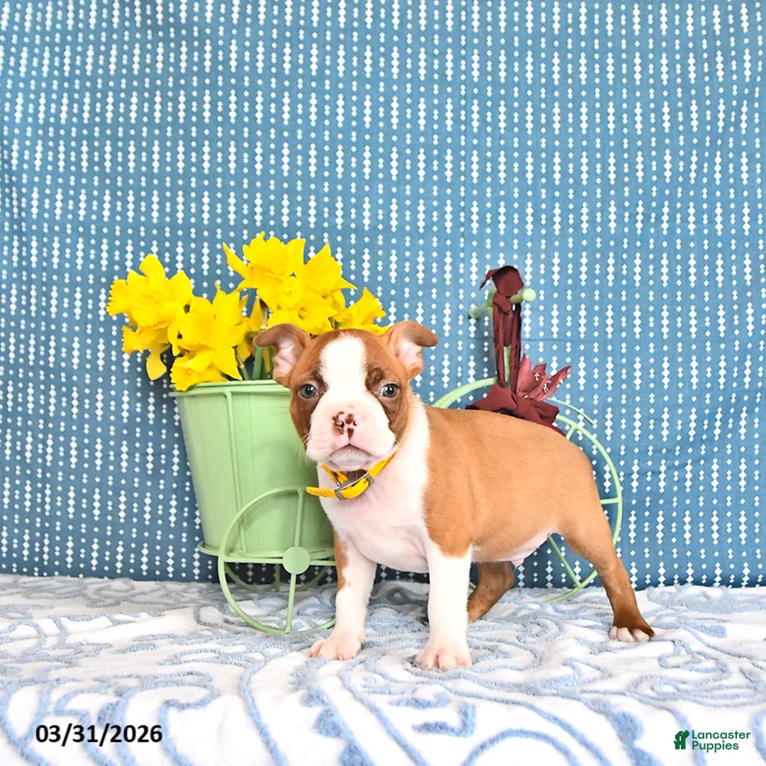 Boston Terrier dogs for sale: Patrick - Ad 1