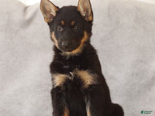 German Shepherd dogs Tanya the German Shepherd Puppy - Ad 33