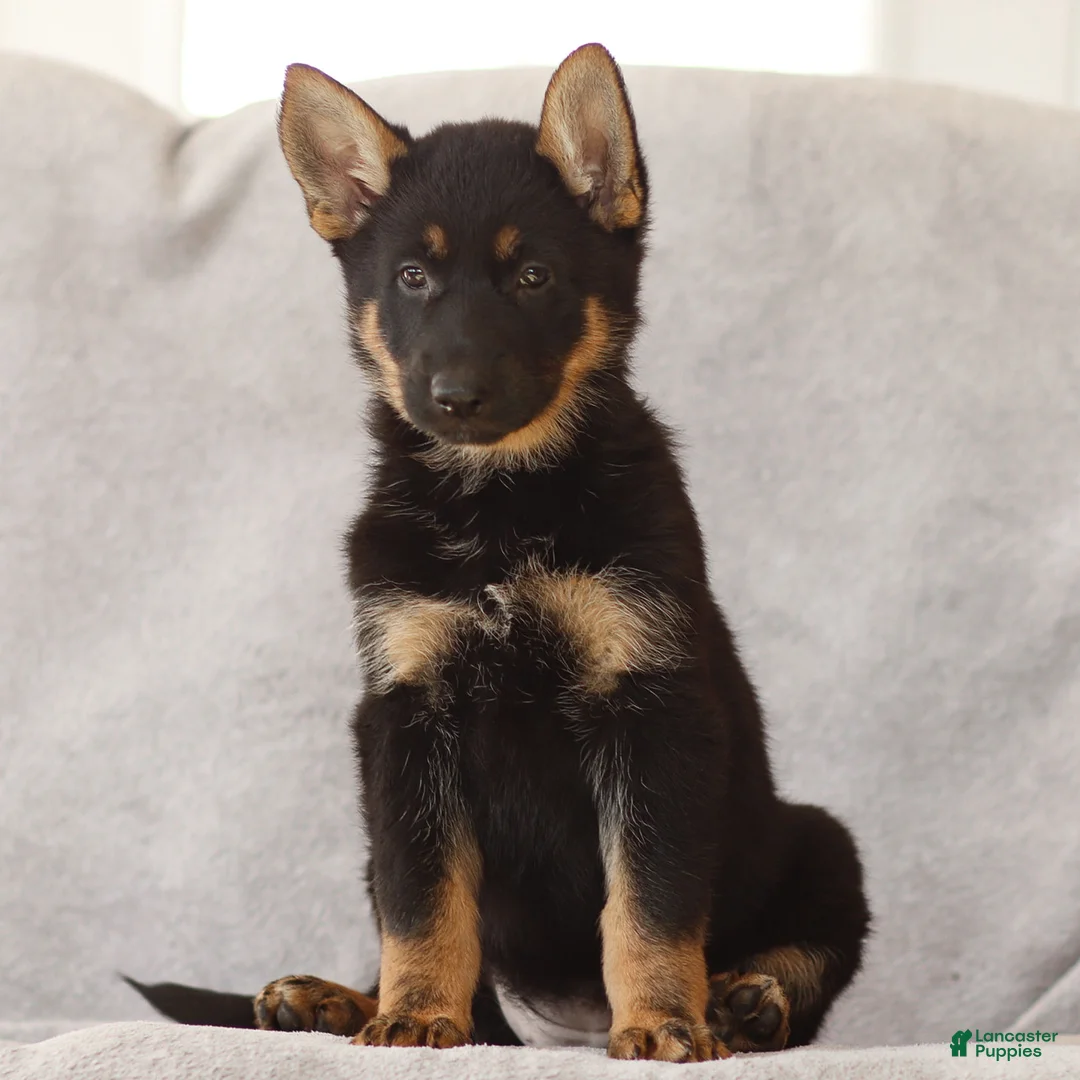 German Shepherd dogs for sale: Tanya the German Shepherd Puppy - Ad 1