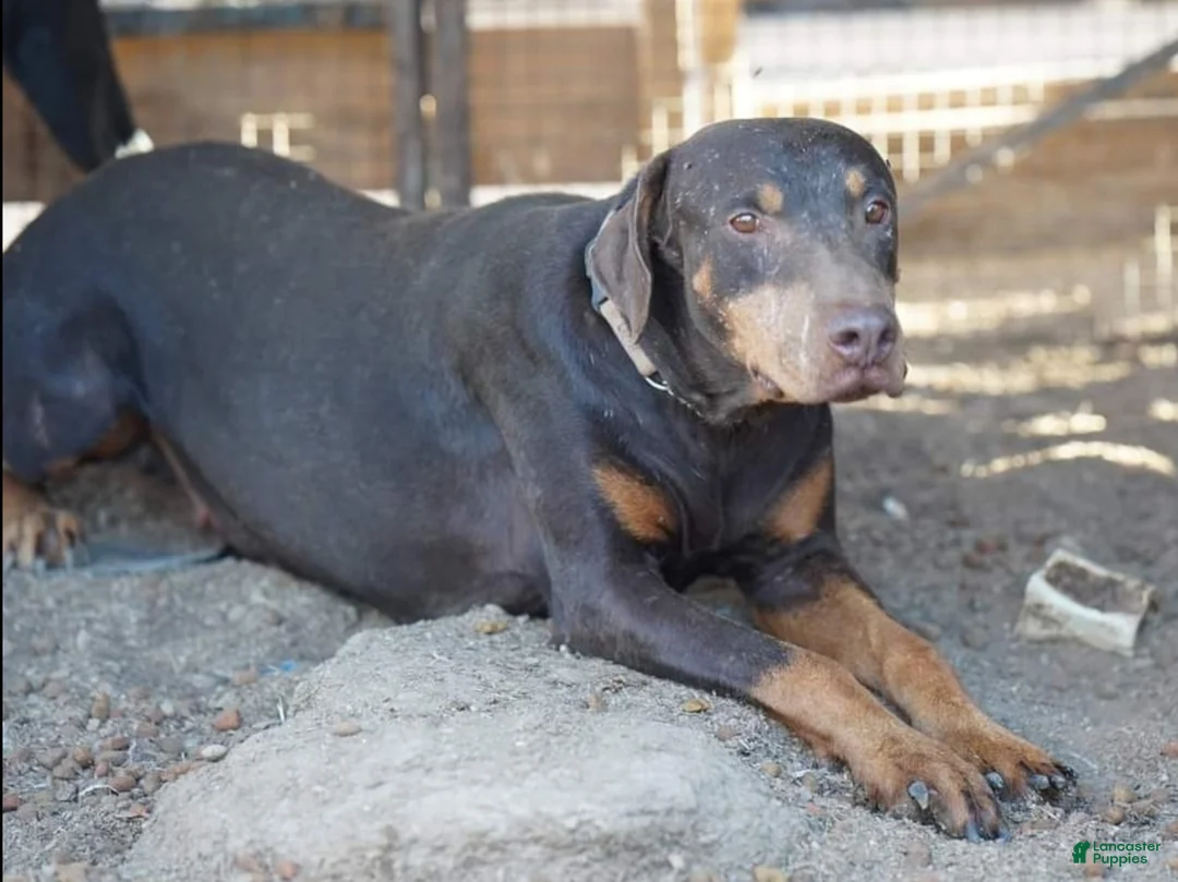 Doberman Pinscher dogs for sale: Diabla Blk F - Ad 7