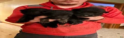 German Shepherd dogs for sale: German Shepherd Puppy 1 - Ad 12