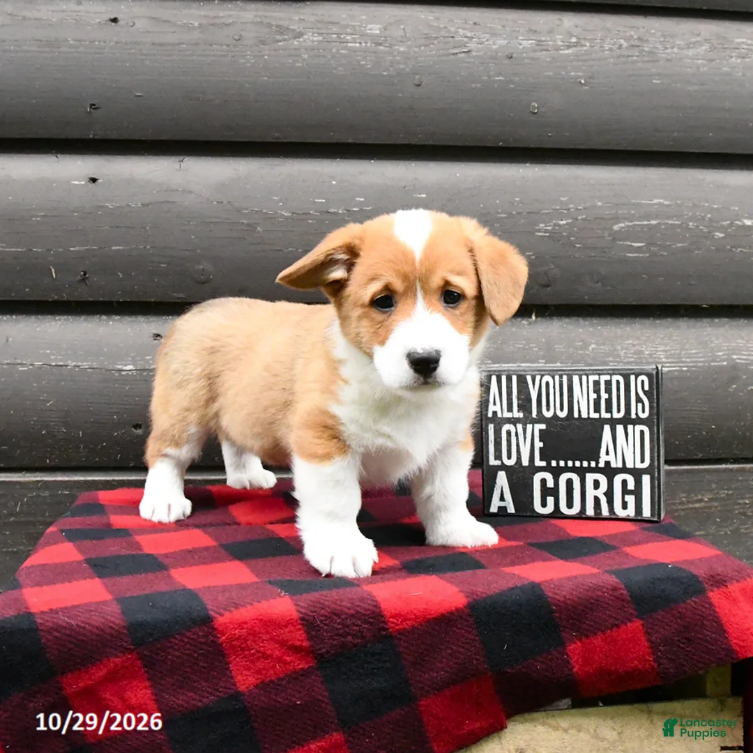 Welsh Corgi Pembroke dogs for sale: Merle - Ad 1