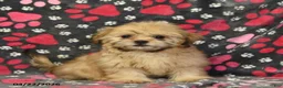 Shih Tzu dogs for sale: Zachary - Ad 2