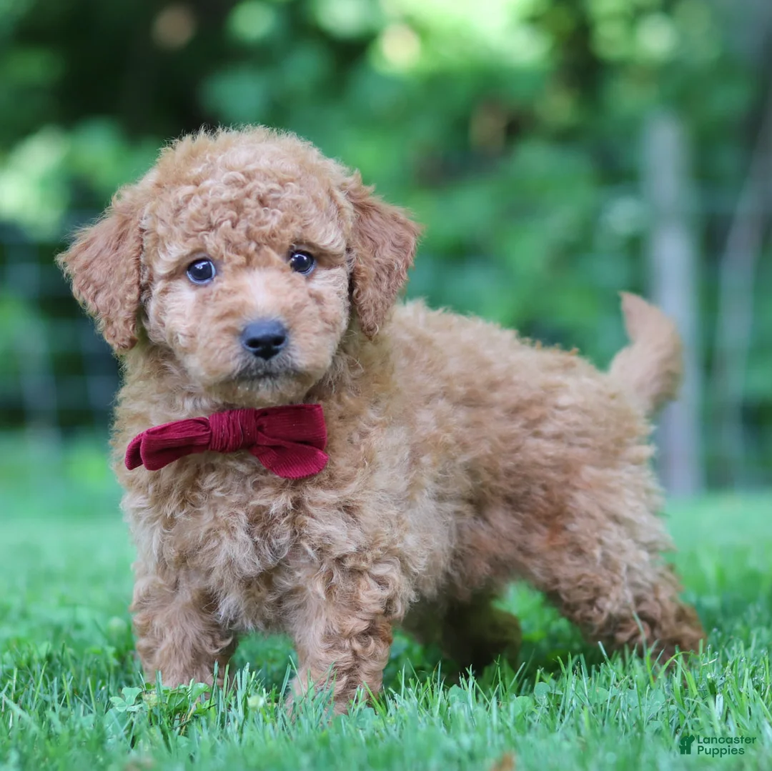 Mini Goldendoodle dogs for sale: Pickles - Ad 1