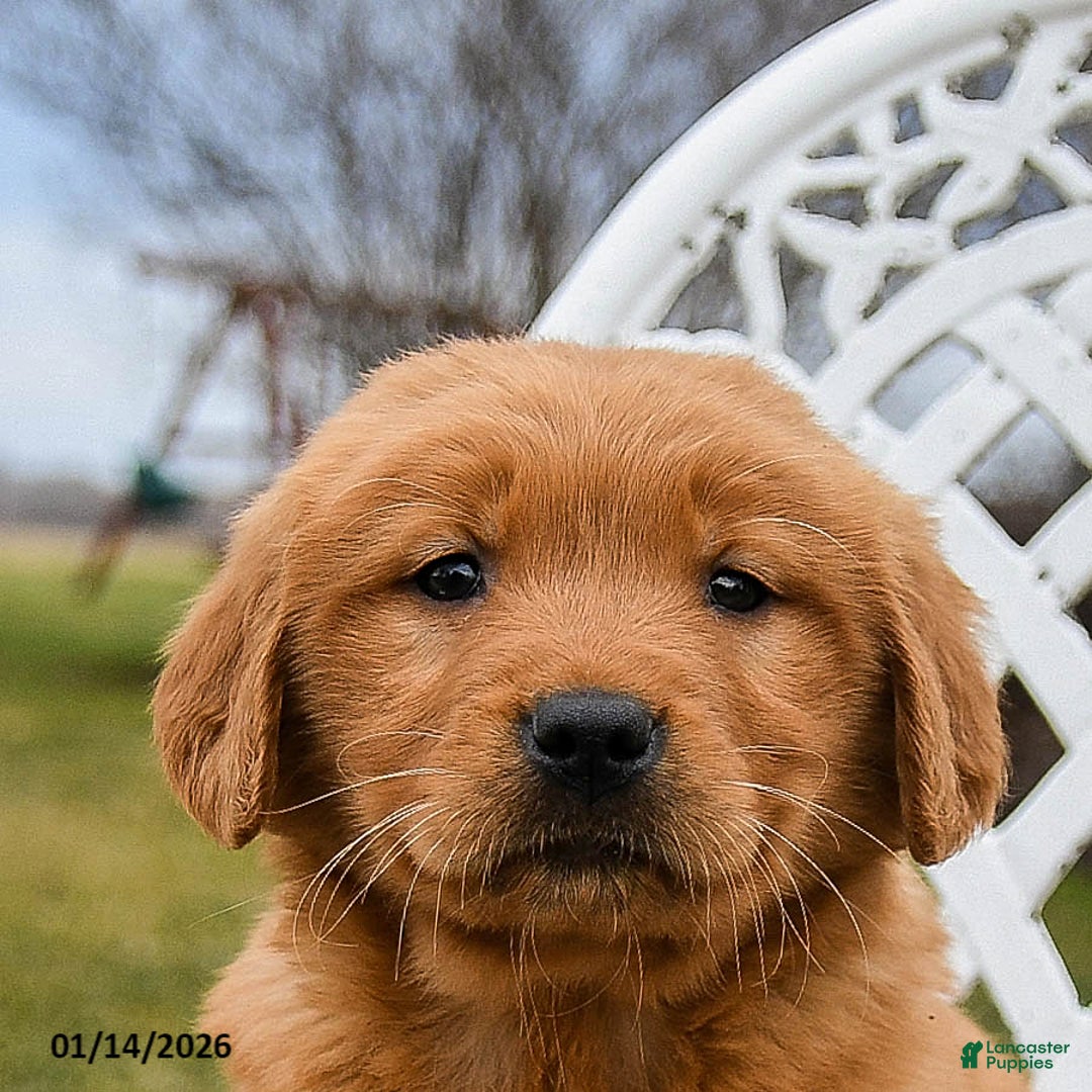 Golden Retriever dogs for sale: Pippi - Ad 5