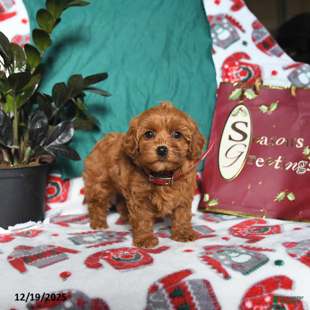 Maltipoo dogs for sale: Mandy - Ad 3
