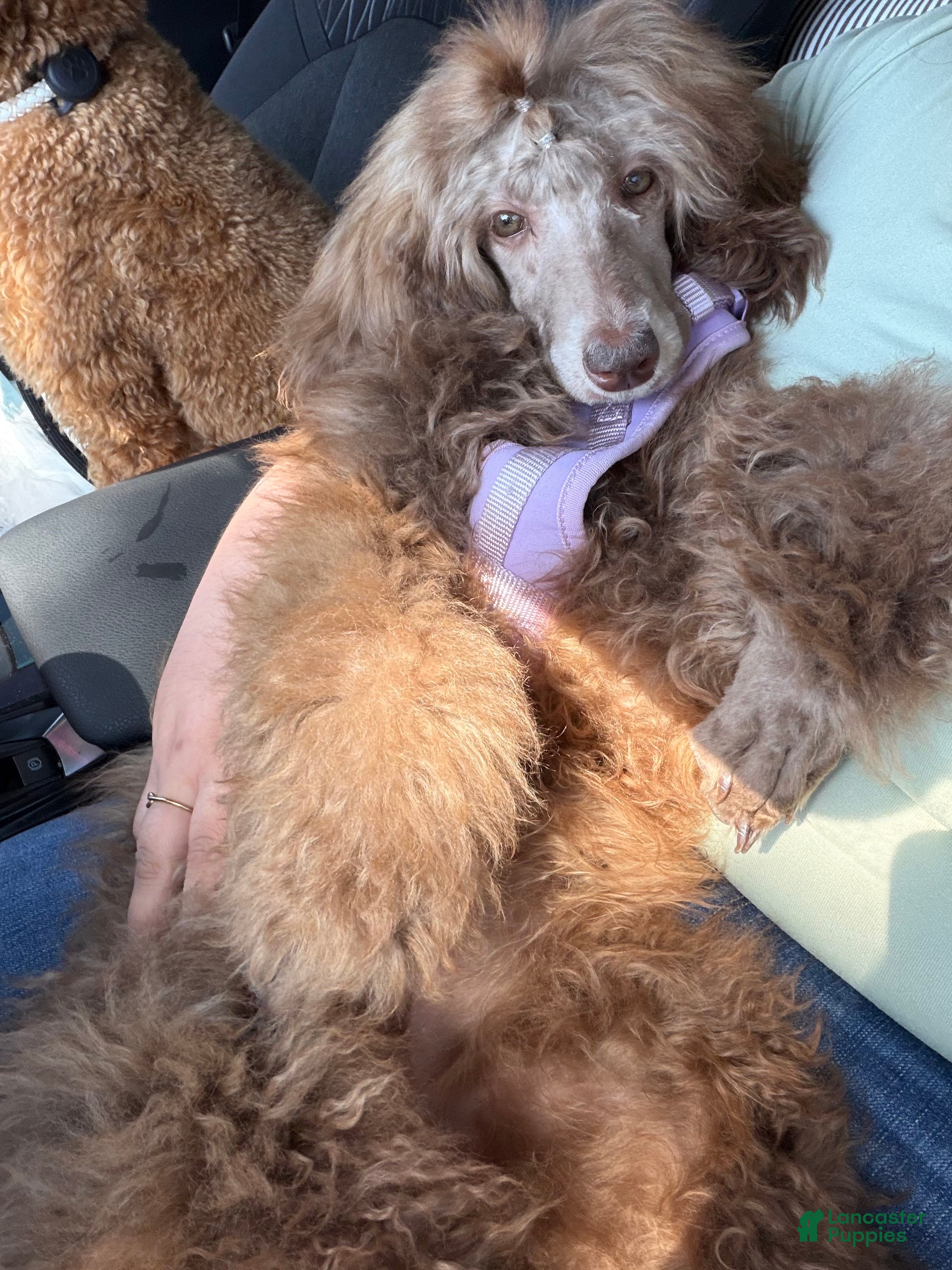 Standard Poodle dogs Hazel - Ad 8