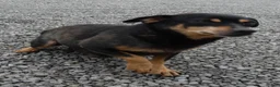 Chorkie dogs for sale: Chorkie 1 Woody - Ad 4
