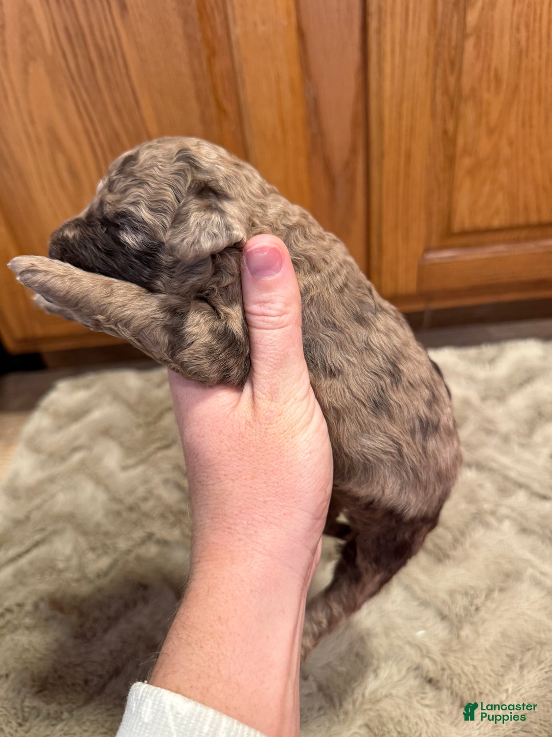 Goldendoodle dogs for sale: Marie - Ad 5