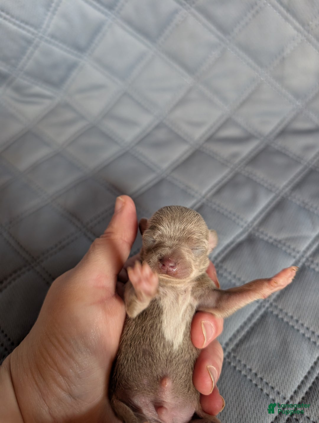 Chihuahua dogs for sale: Paul - Ad 1