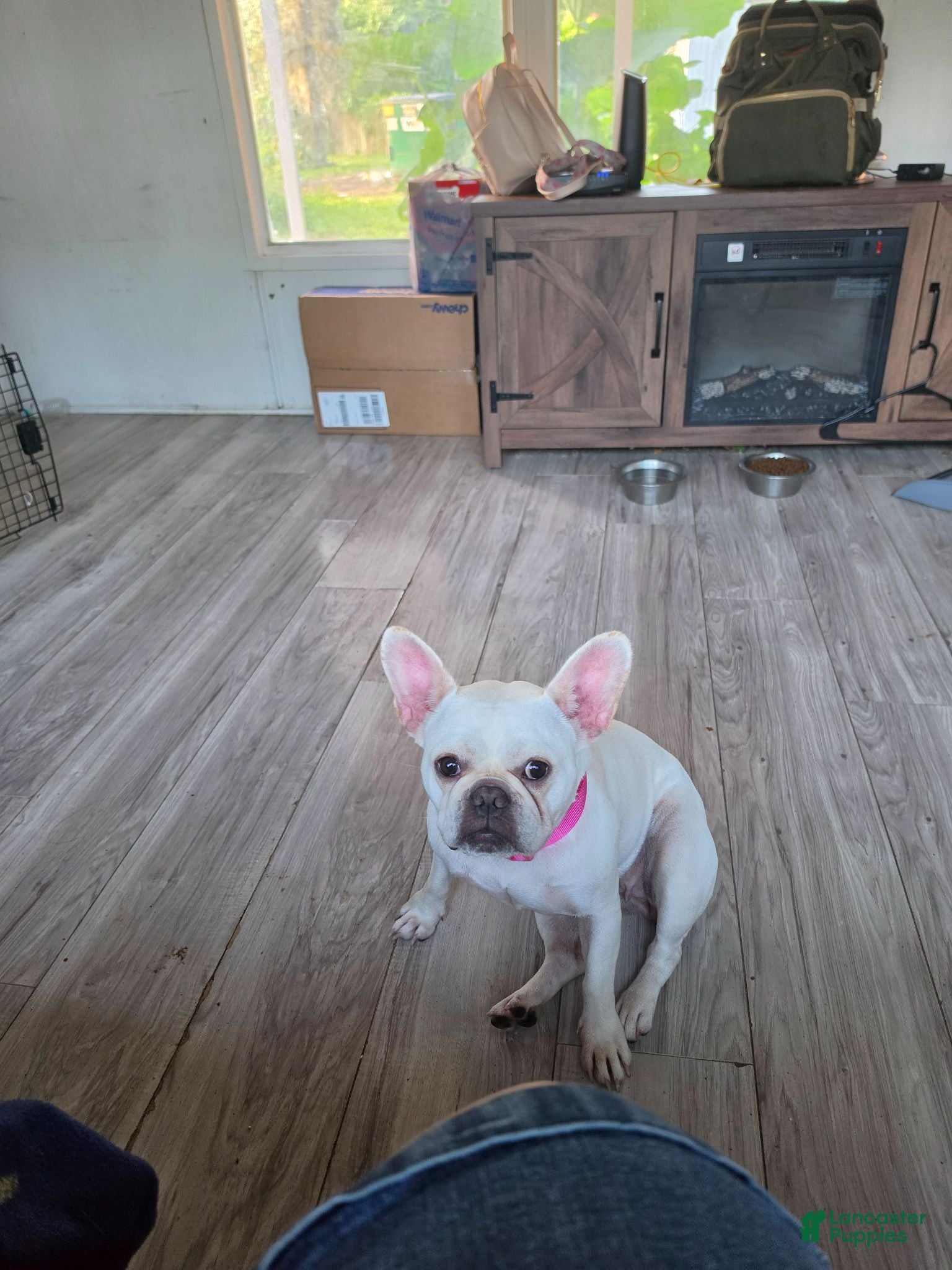 French Bulldog dogs French Bulldog 1 - Ad 1