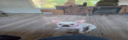 French Bulldog dogs for sale: French Bulldog 1 - Ad 1