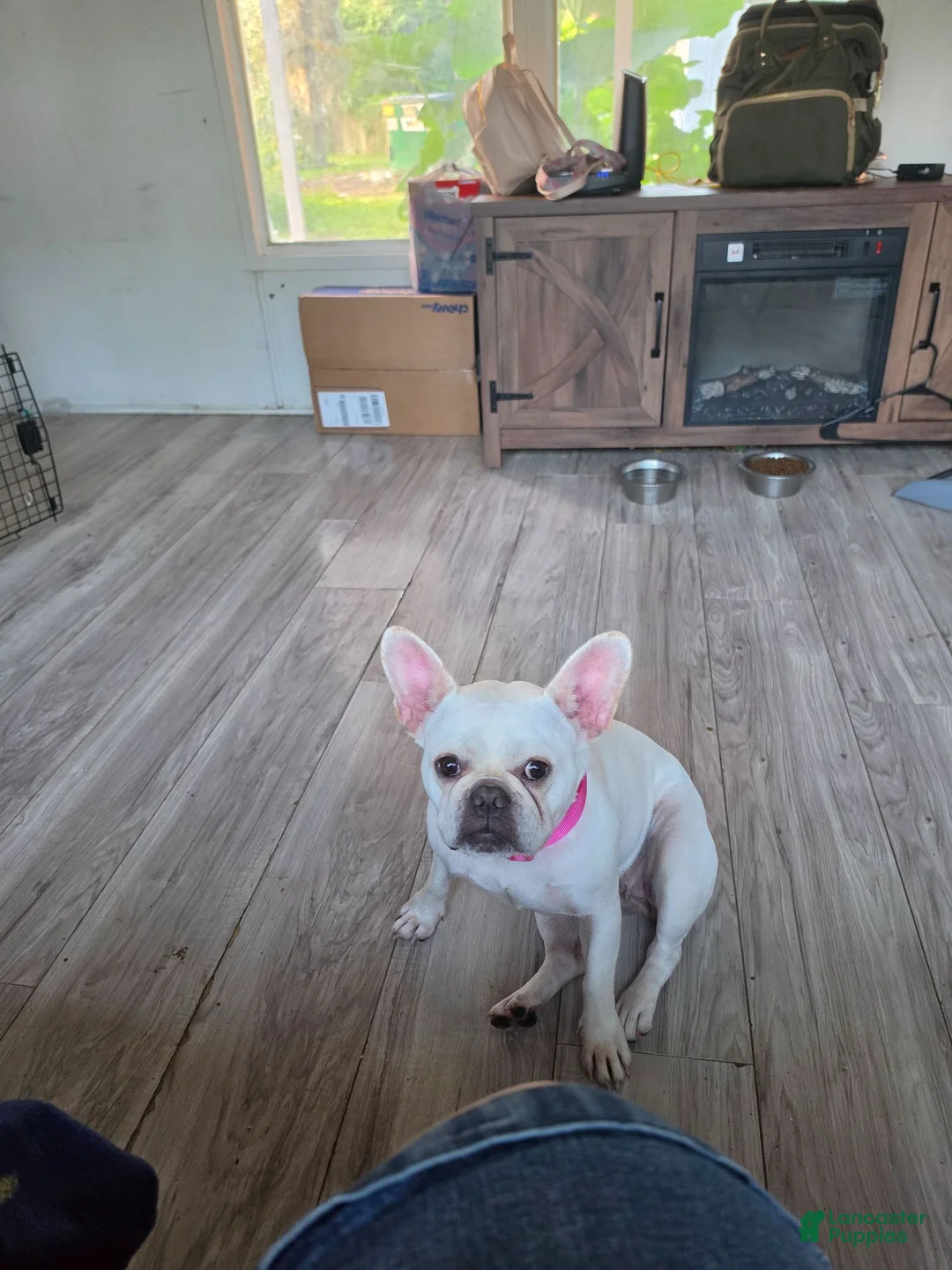 French Bulldog dogs for sale: French Bulldog 1 - Ad 1