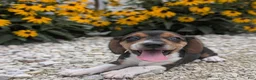 Beagle dogs for sale: Muffin - Ad 7