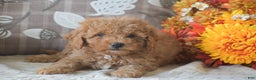 Cavapoo dogs for sale: Rosie - Ad 2
