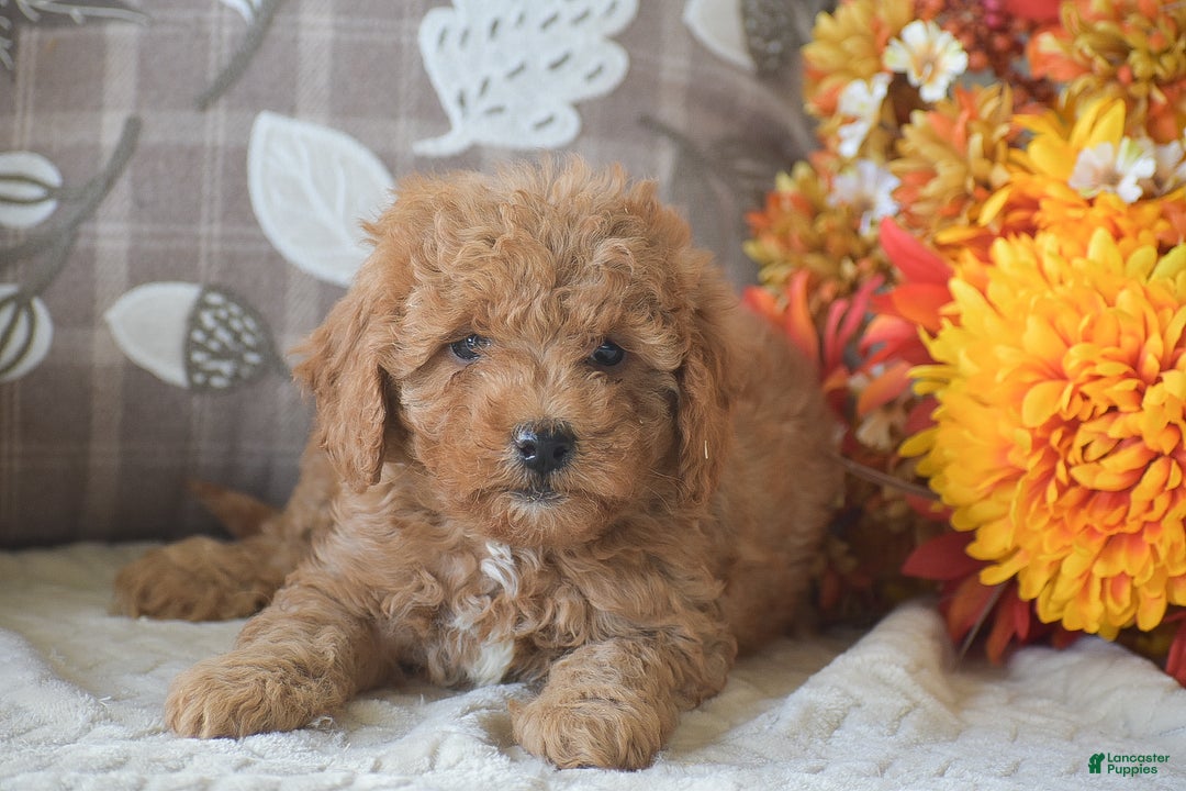 Cavapoo dogs for sale: Rosie - Ad 2