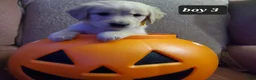 Golden Retriever dogs for sale: Golden Retriever 1 - Ad 4