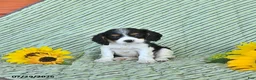 Cavalier King Charles Spaniel dogs for sale: Oliver - Ad 1