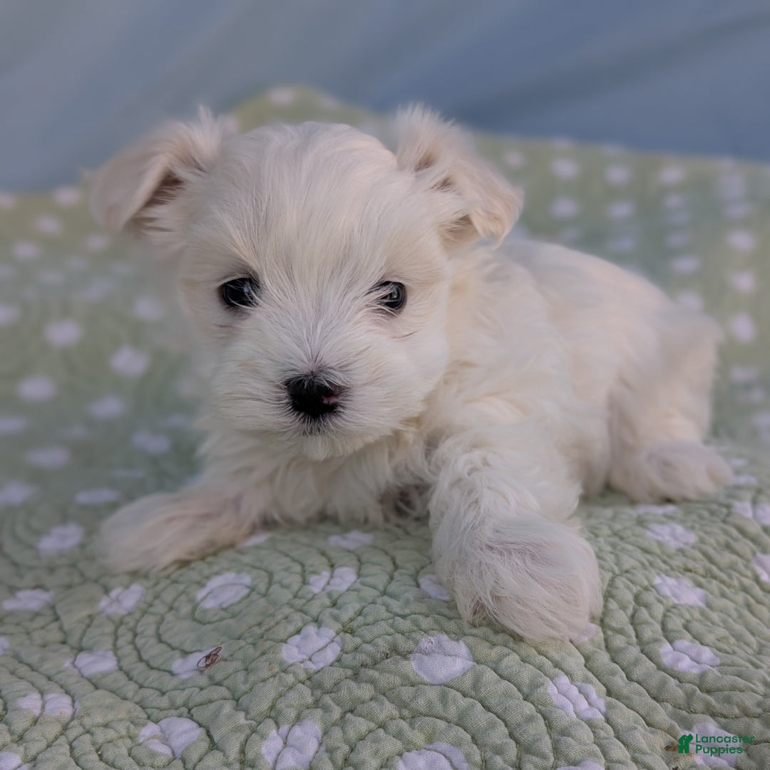 Maltese dogs for sale: Gibbous - Ad 4