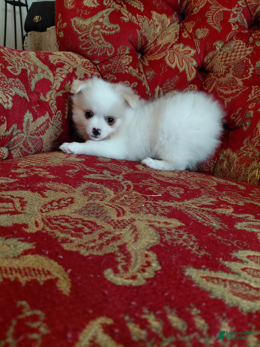 Mixed Breed dogs for sale: Cody - Ad 2