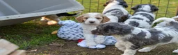 Standard Poodle dogs for sale: Birdie, Standard Poodle Puppy 9 - Ad 5