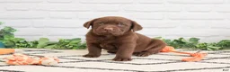 Labrador Retriever dogs for sale: Simba - Ad 3