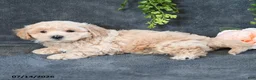 Maltipoo dogs for sale: Ian - Ad 4