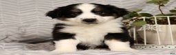 Miniature Australian Shepherd dogs for sale: Jasper - Ad 6