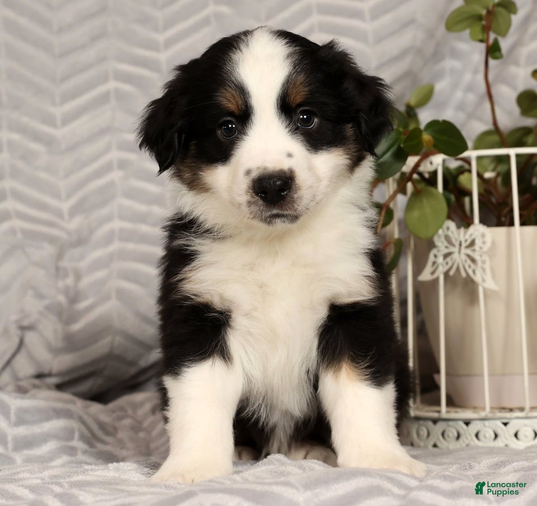 Miniature Australian Shepherd dogs for sale: Jasper - Ad 6
