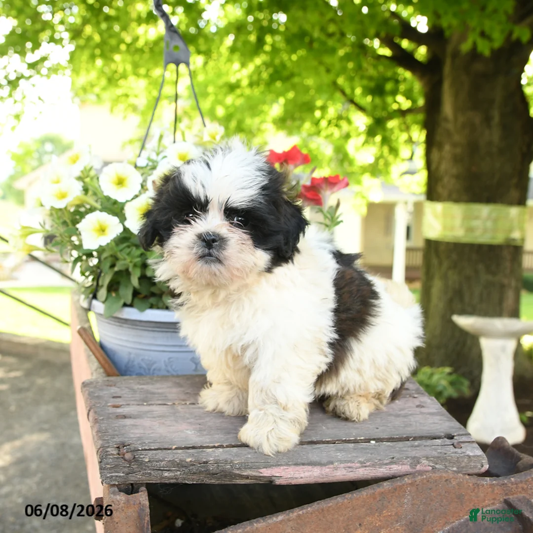 Teddy Bear dogs for sale: Eli  - Ad 3