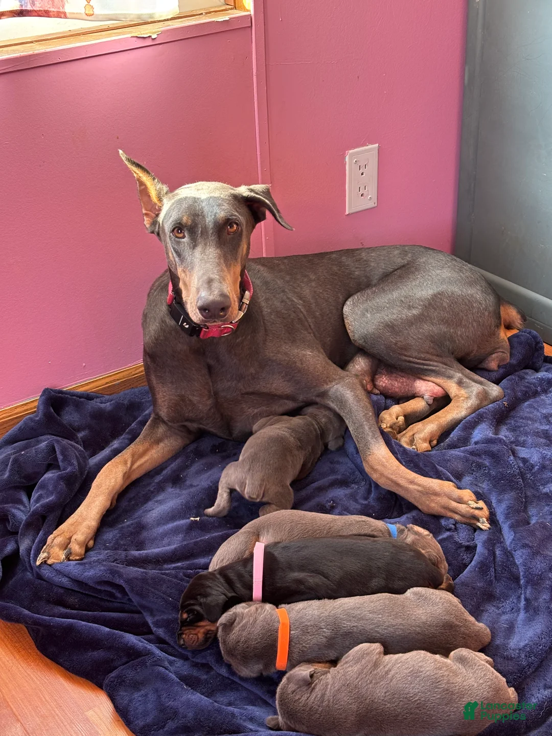 Doberman Pinscher dogs for sale: Cupid health tested parents - Ad 4