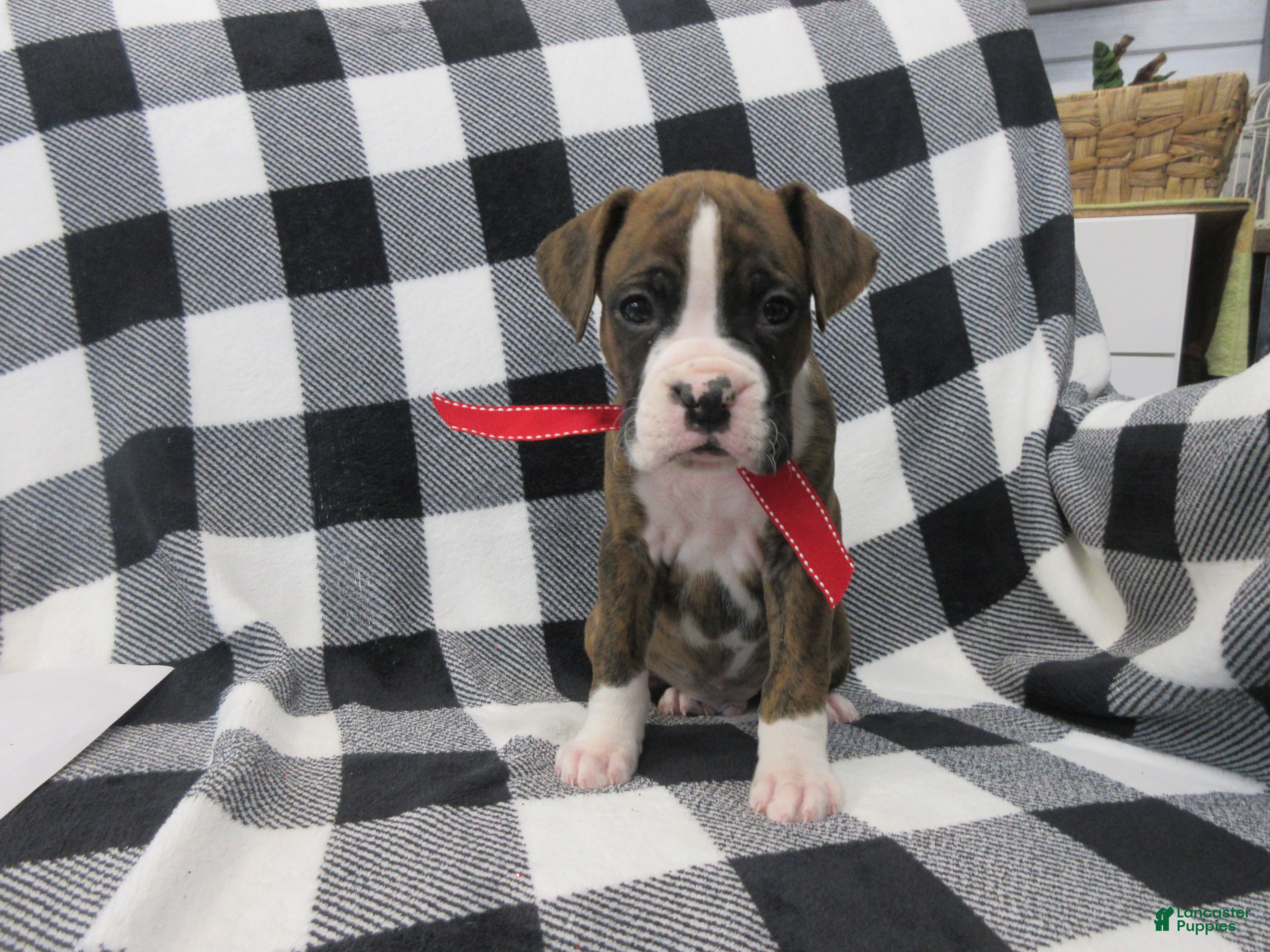 Boxer dogs Zeke - Ad 26