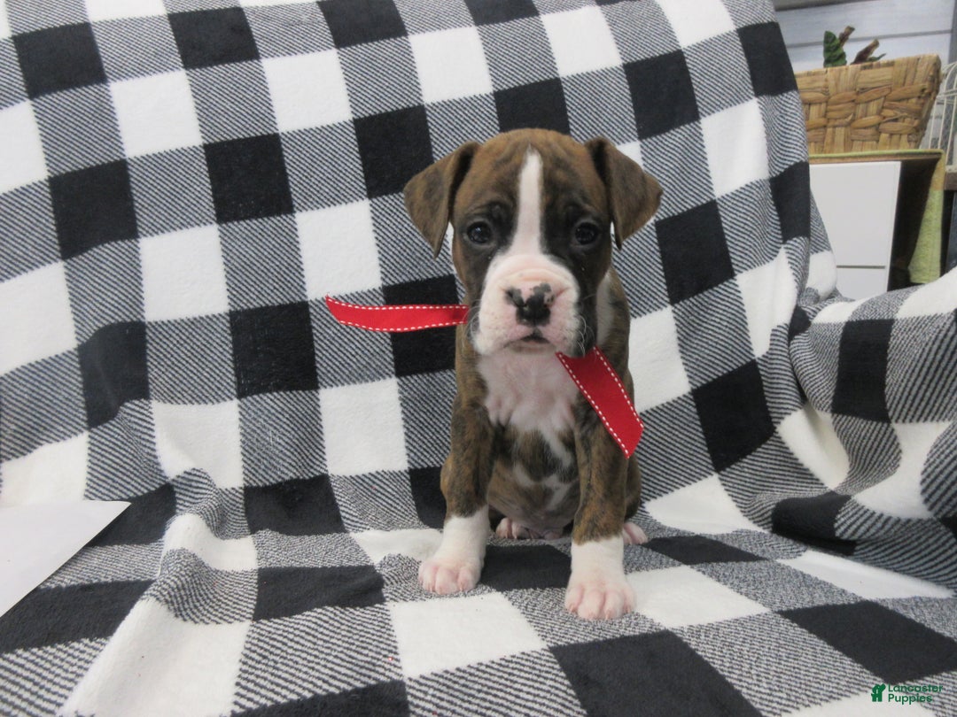 Boxer dogs for sale: Zeke - Ad 1