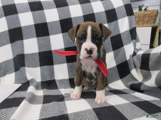 Boxer dogs Zeke - Ad 23