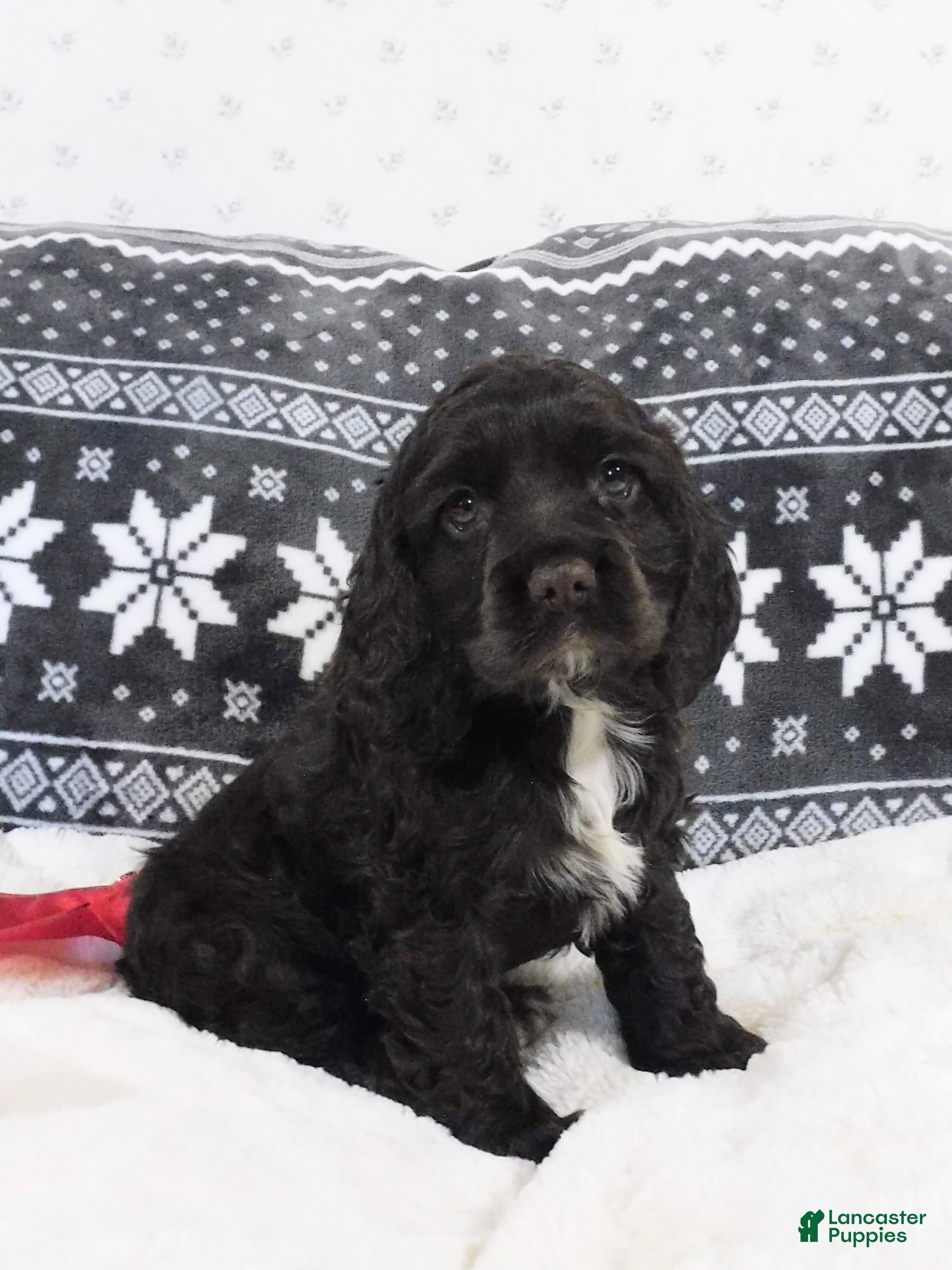 Cocker Spaniel dogs Chocolate  - Ad 38